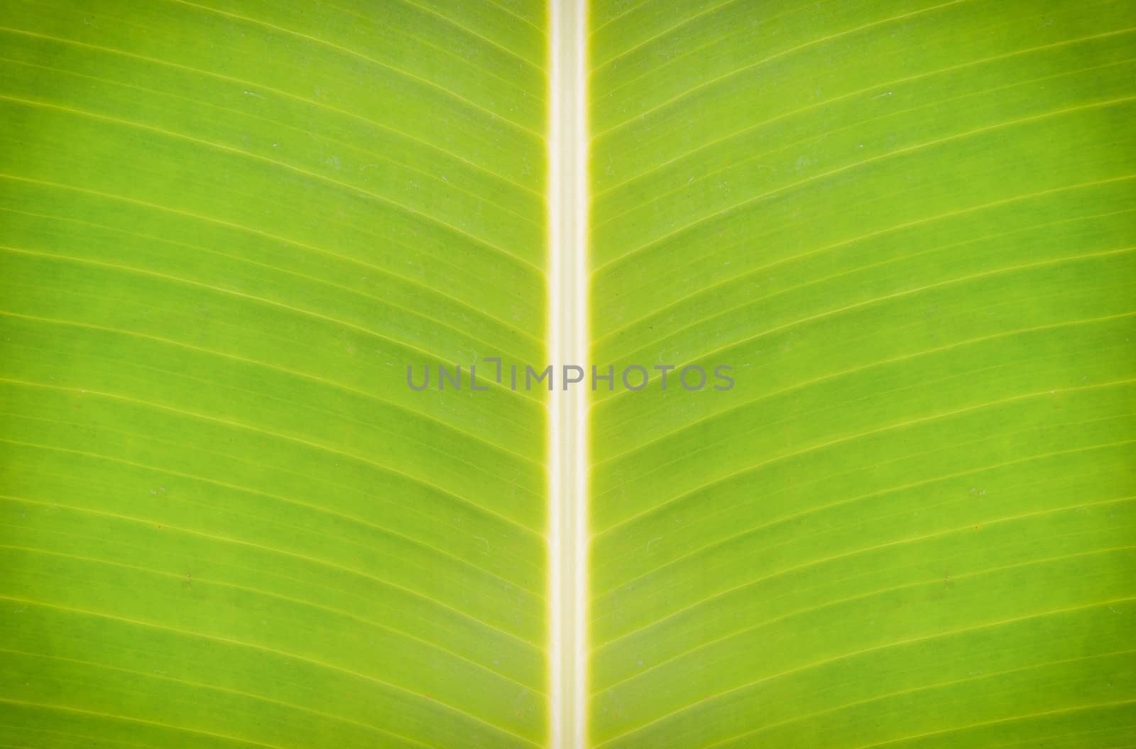 Texture banana leaves. by ngungfoto