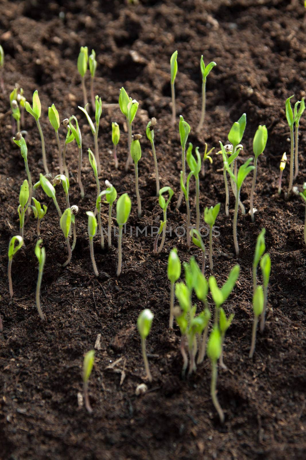 some small plants growing inside of a greenhouse