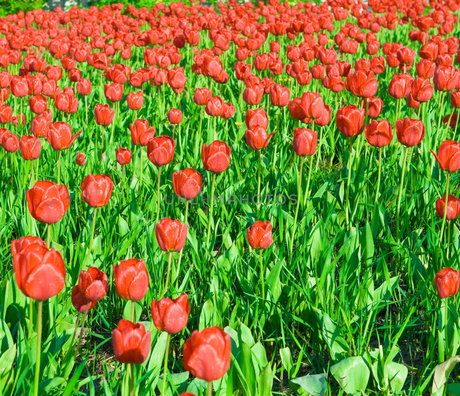 beauty glade of red tulips close up