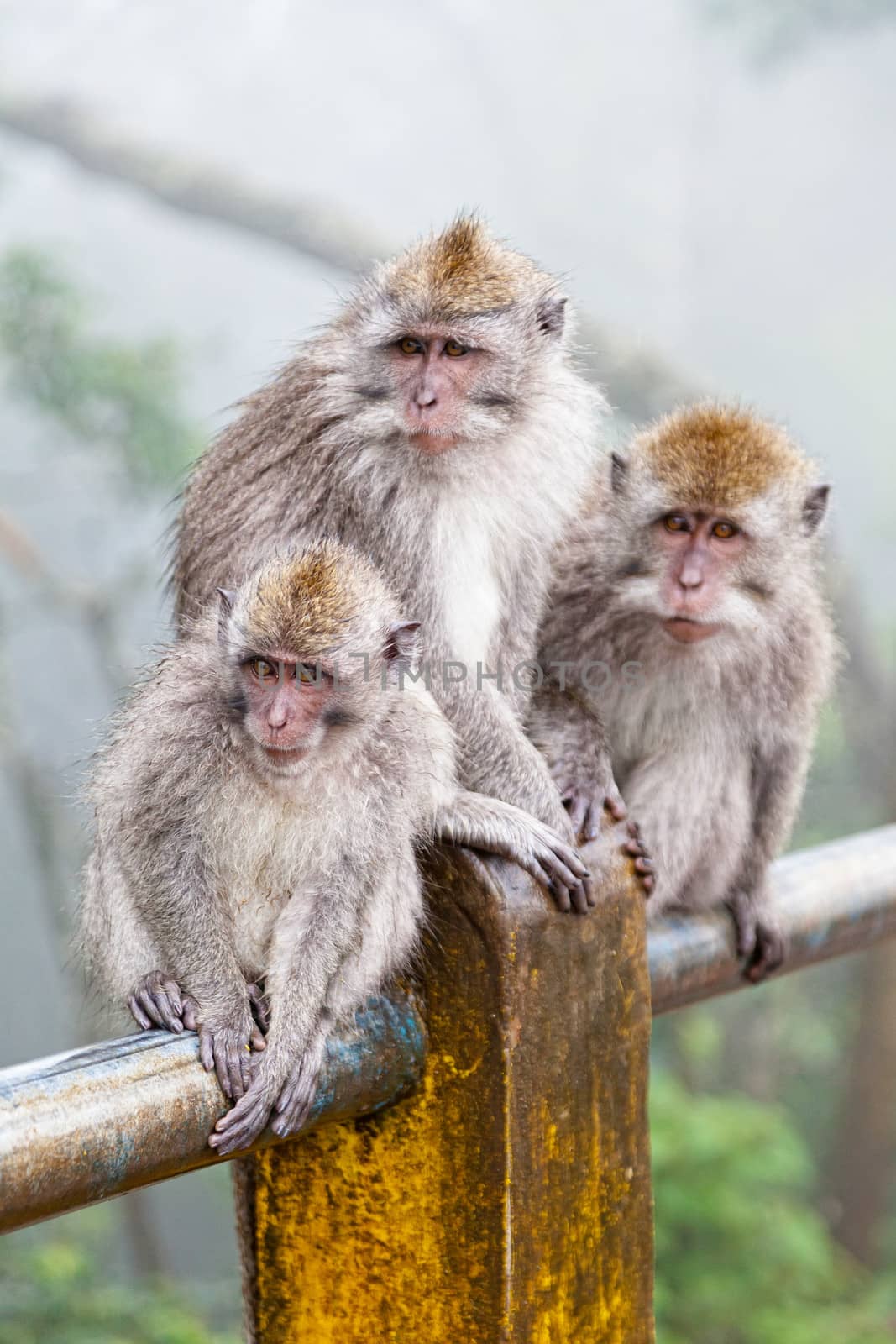 family of monkeys