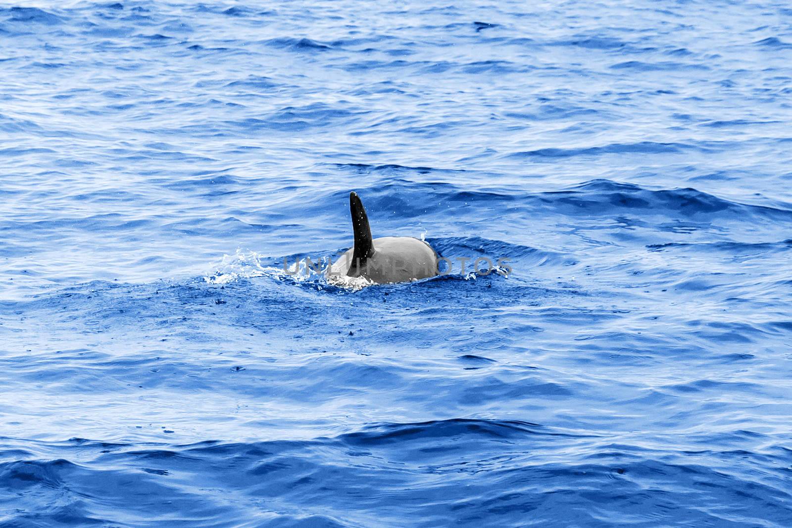 Fin and back of a swimming dolphin in the ocean