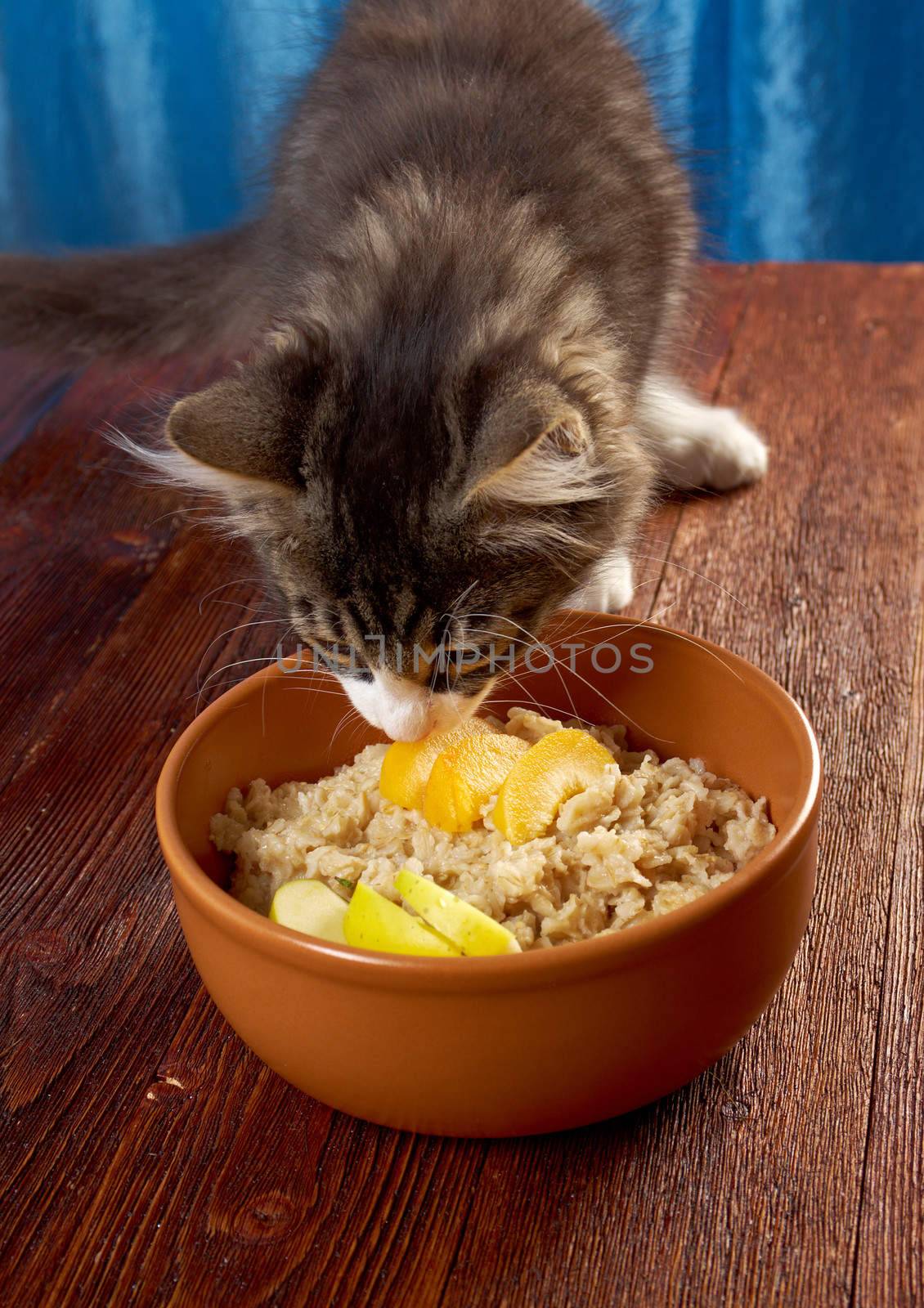 cat tries Oat porridge with  fruit, selective focus
