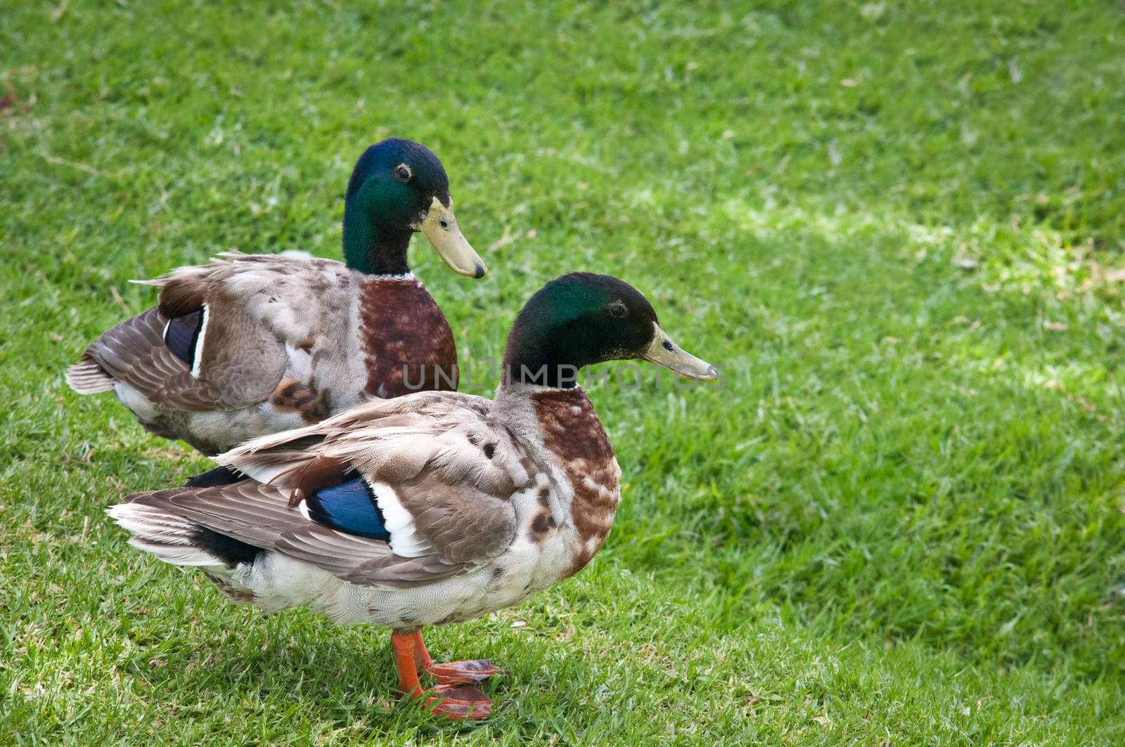 A couple of male ducks resting in the park .