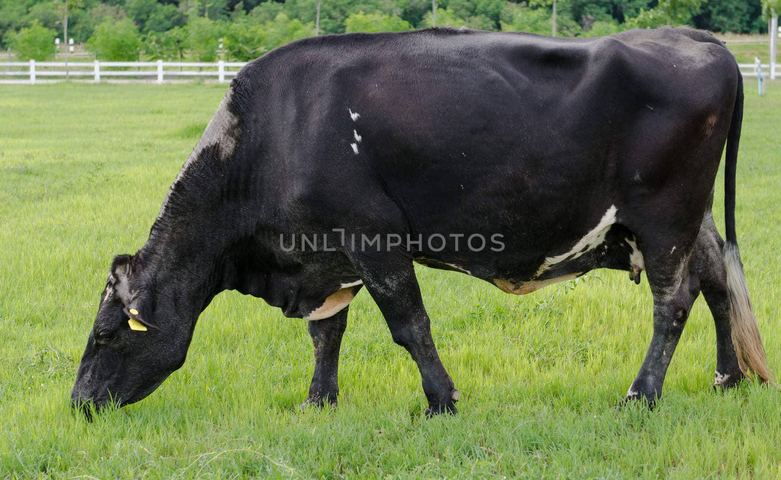 Cows on green meadow 