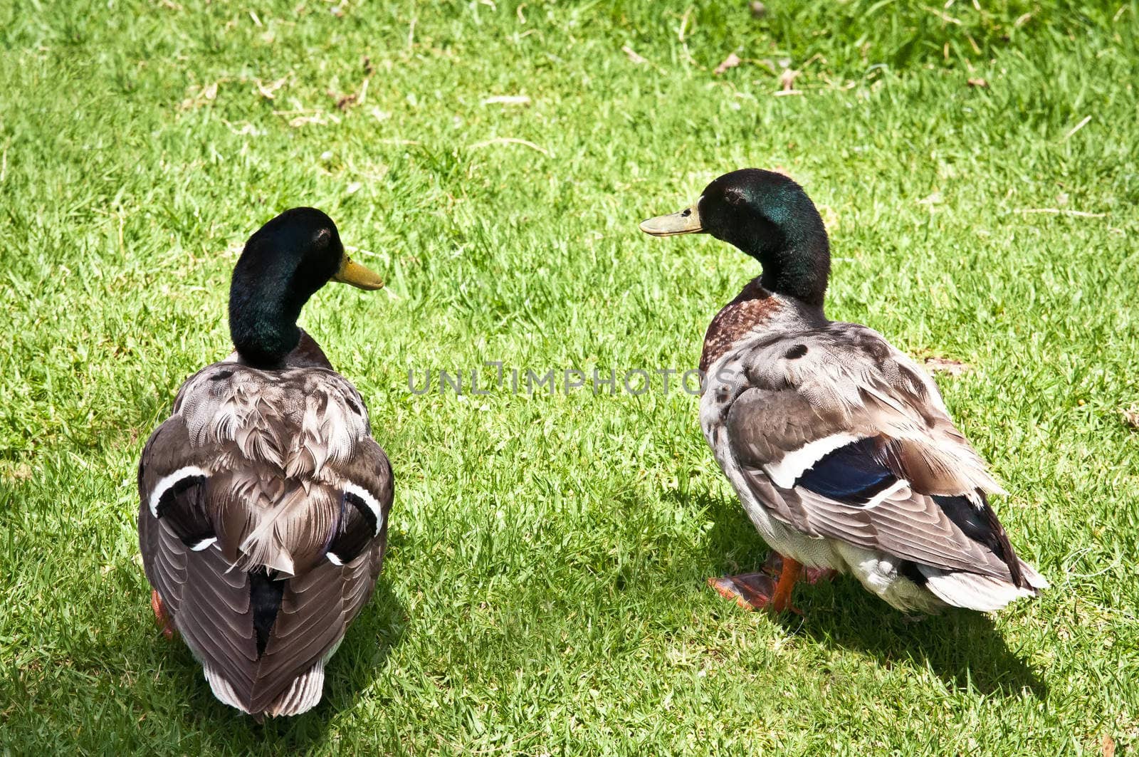 A couple of male ducks resting in the park .