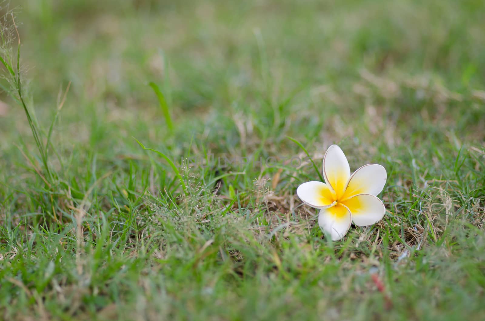 yellow Frangipani flower by hinnamsaisuy