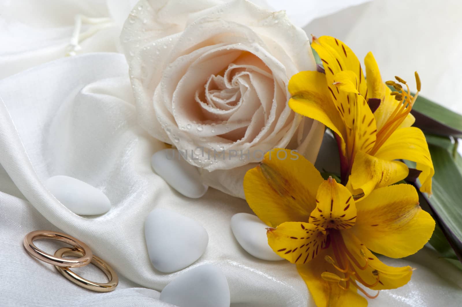 roses and wedding rings on white background