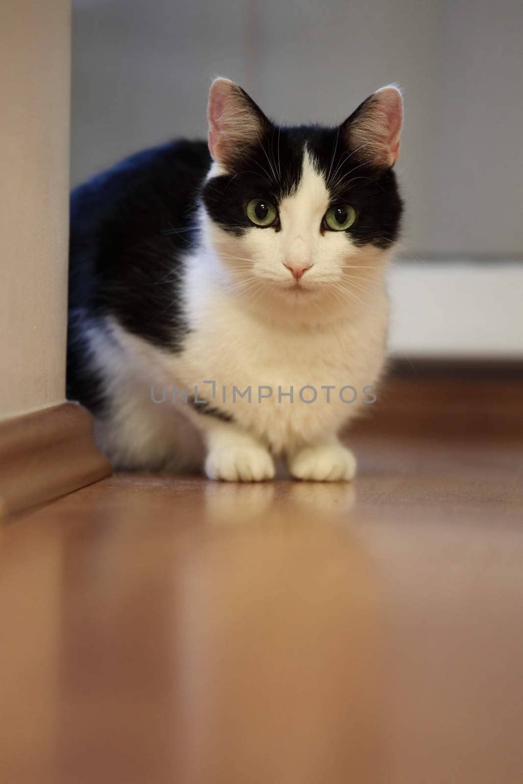 Watchful cat inside a room