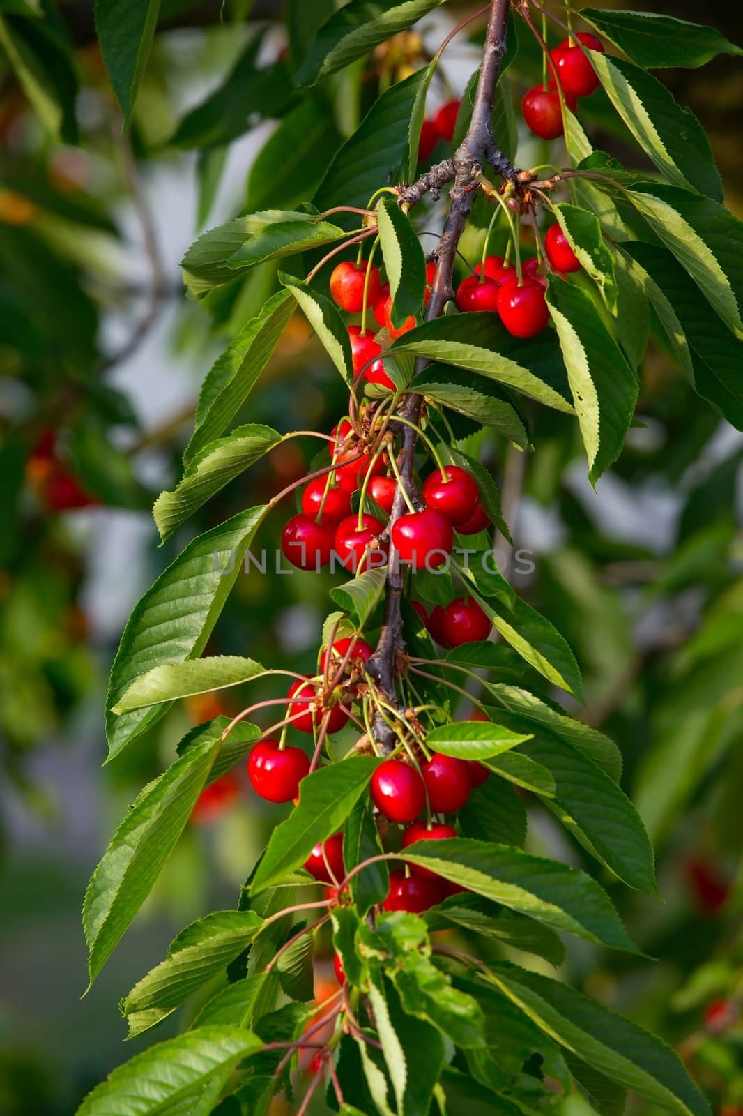 Fresh cherry fruits on a tree