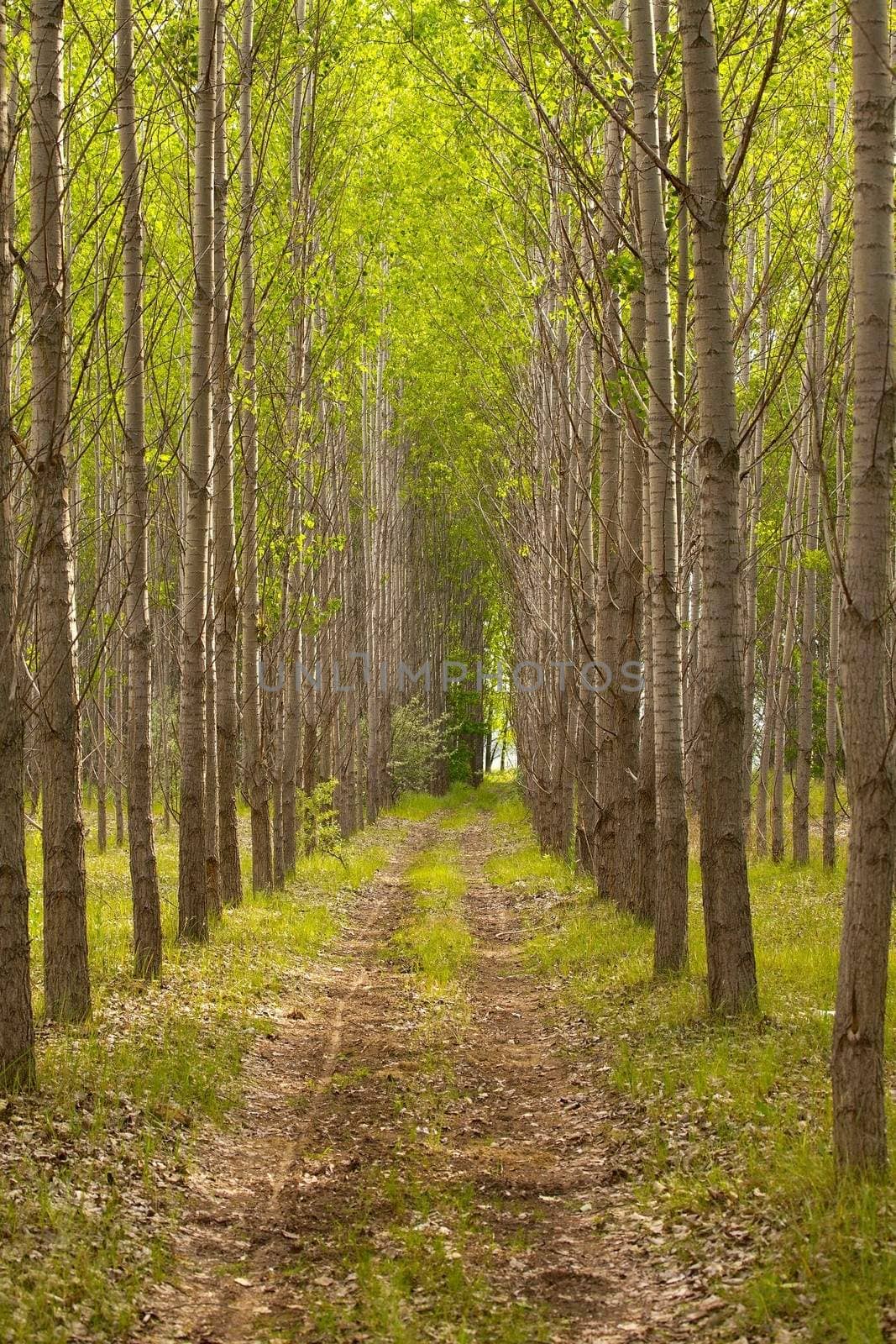 Path leading through a forest