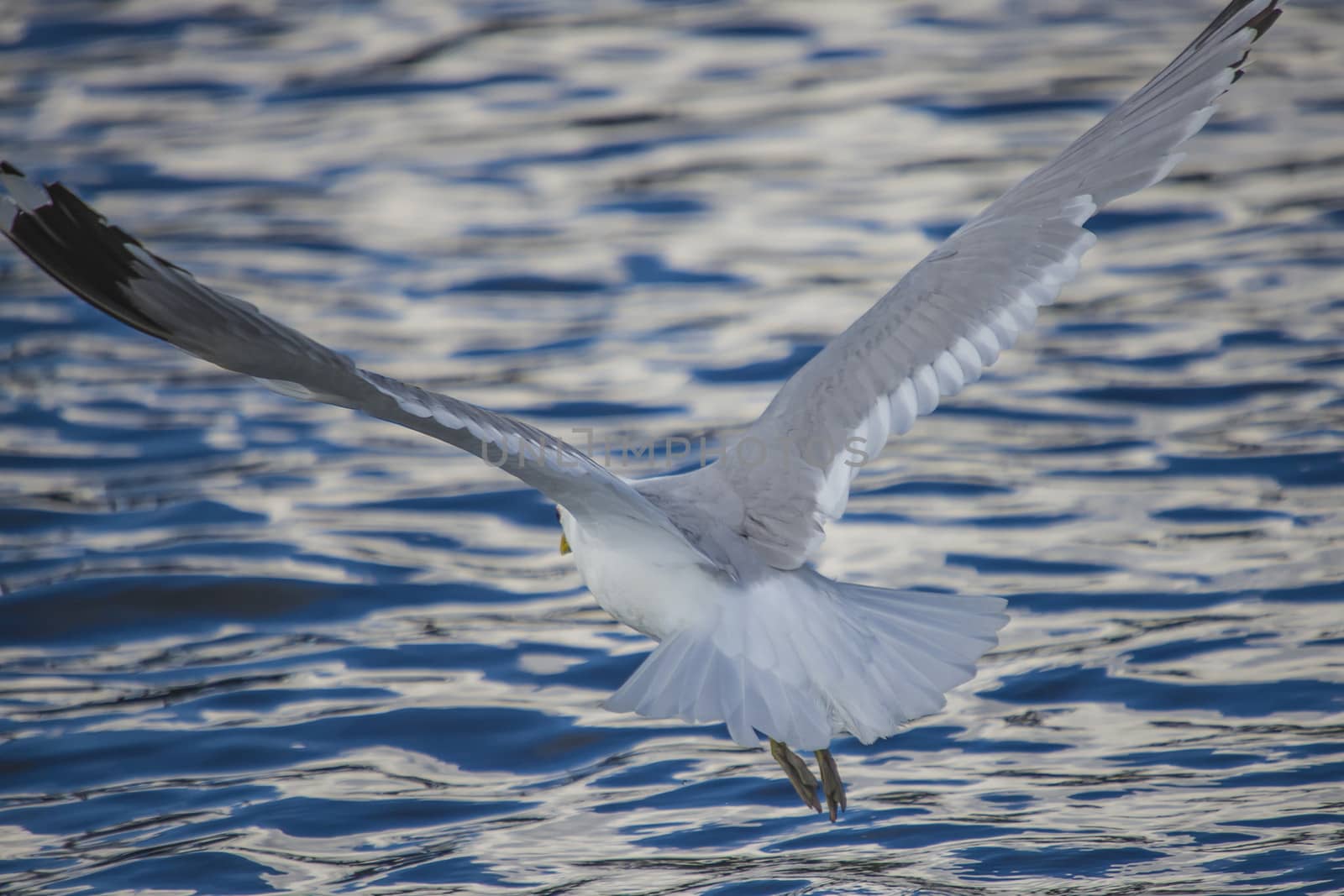 Photo is shot by Tista river in Halden, Norway