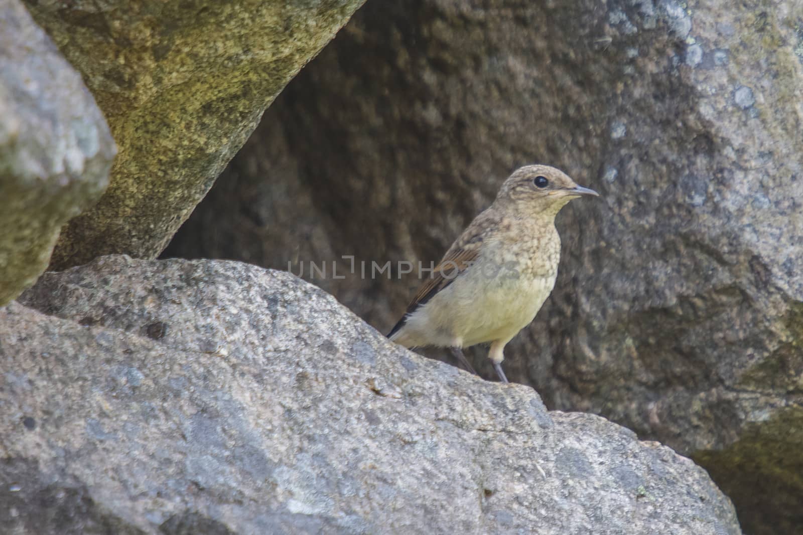 wheatear, oenanthe oenanthe, norwegian name, steinskvett. female by steirus