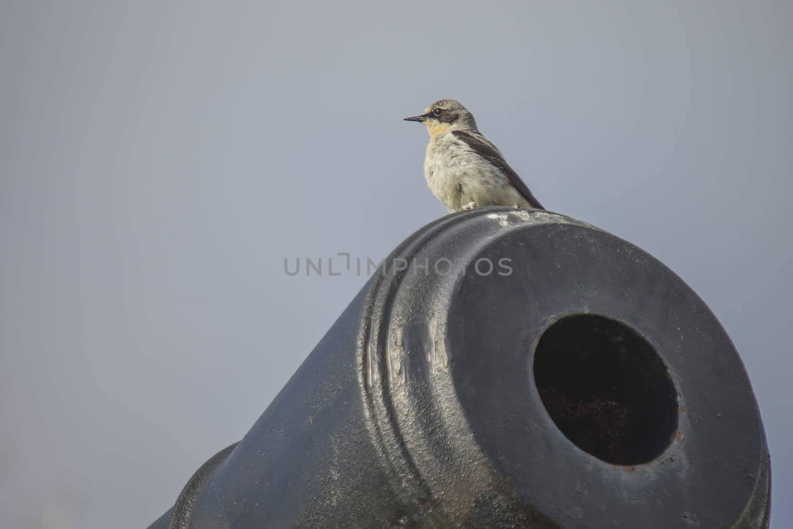 wheatear, oenanthe oenanthe, norwegian name, steinskvett. male by steirus