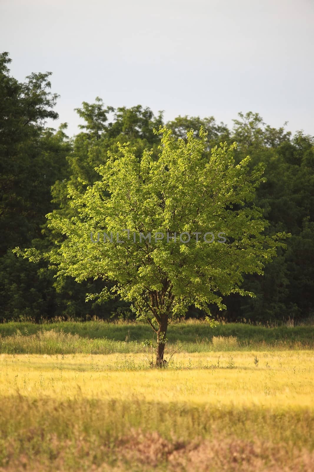 Tree on an agricultural field