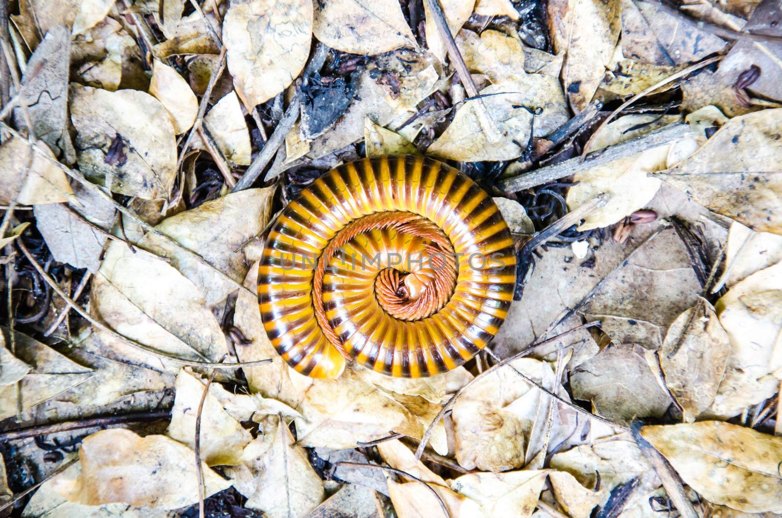 Millipedes curl up on the leaves.