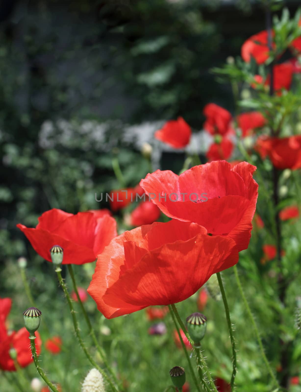 red poppies of early summer by taviphoto