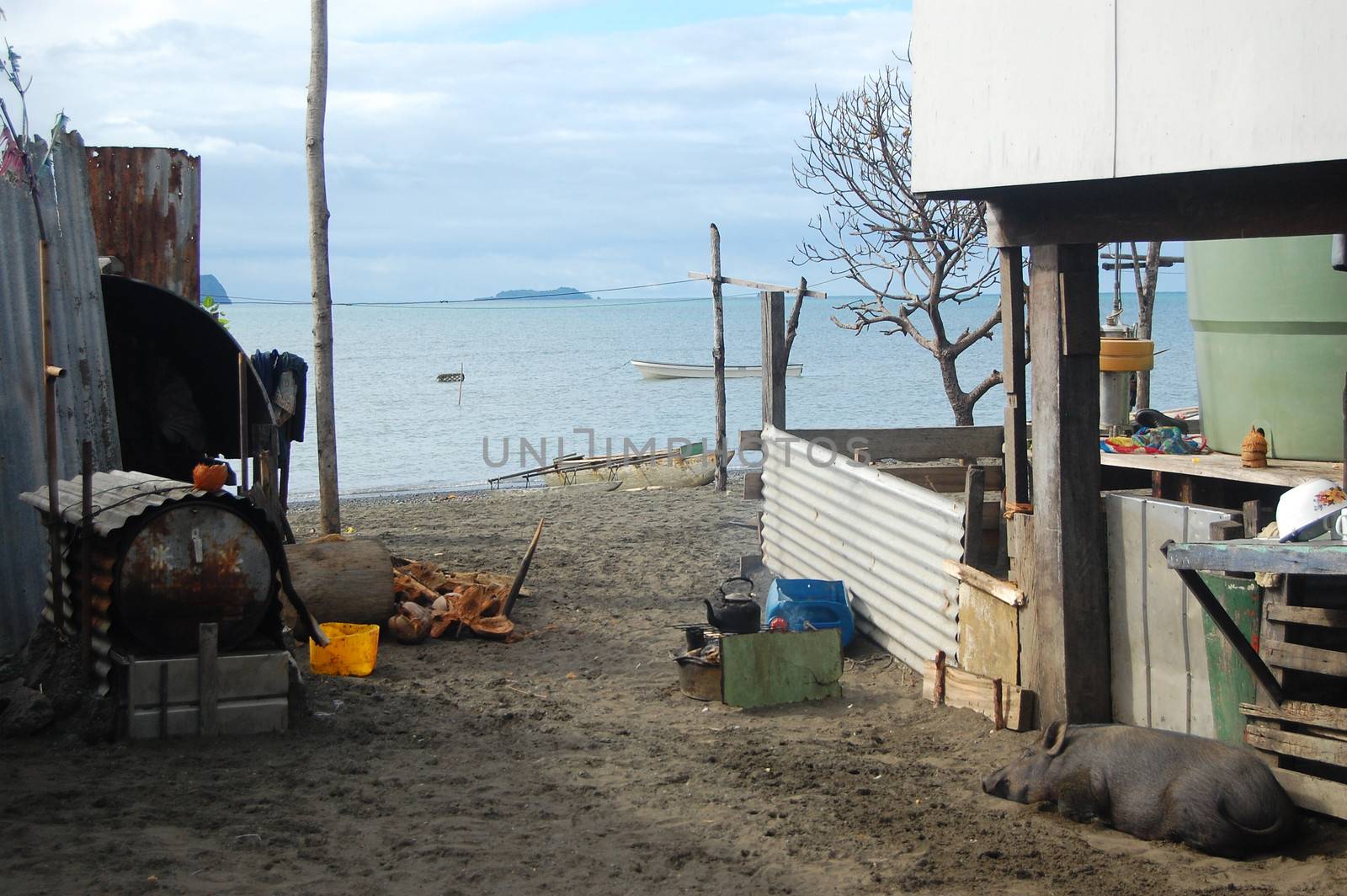 Pig sleeps under house at sea coast village by danemo