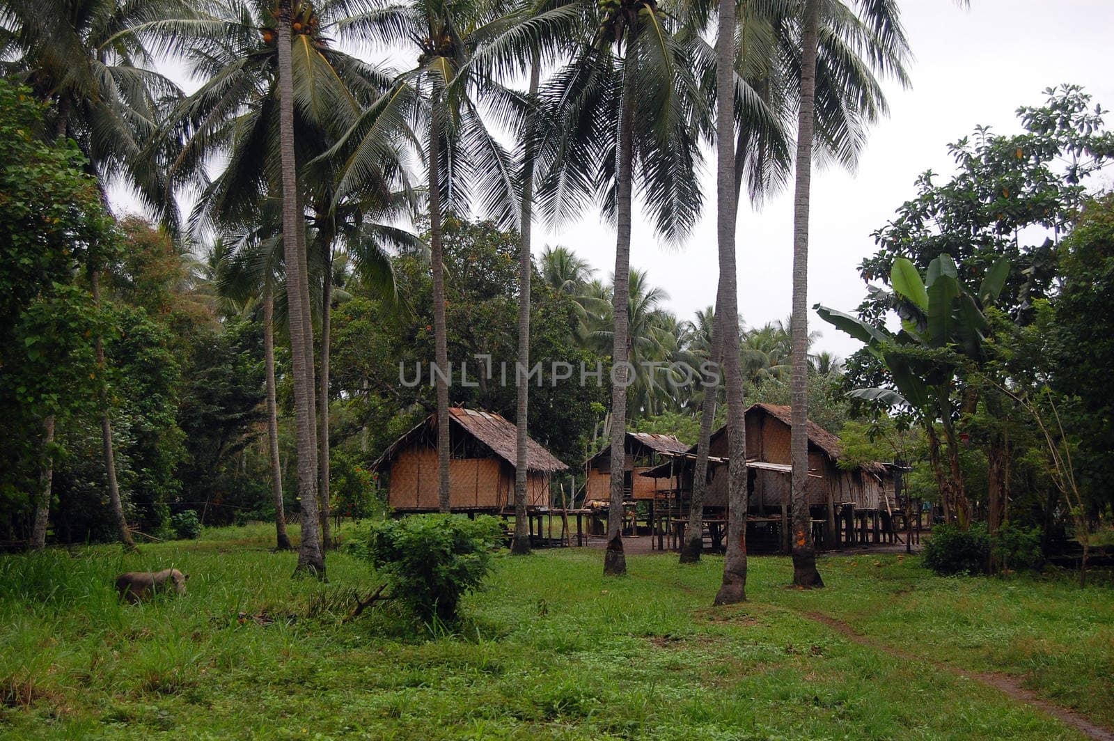 Village in jungles outback of Papua New Guinea