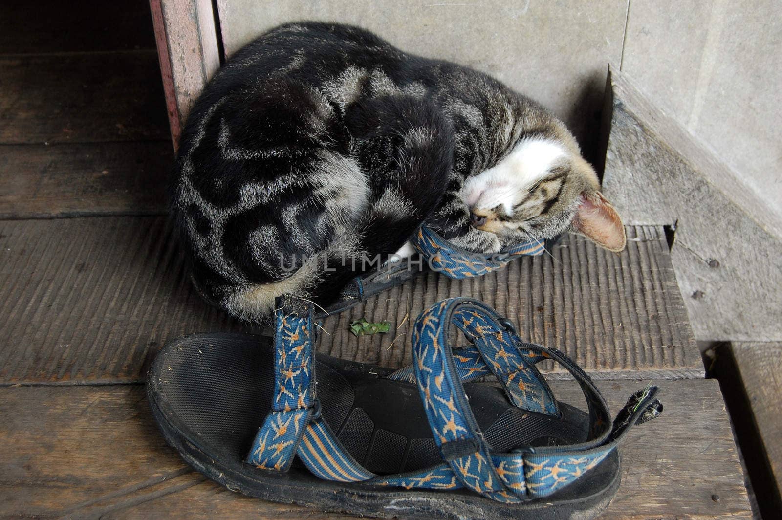 Cat sleeps in sandal, Papua New Guinea