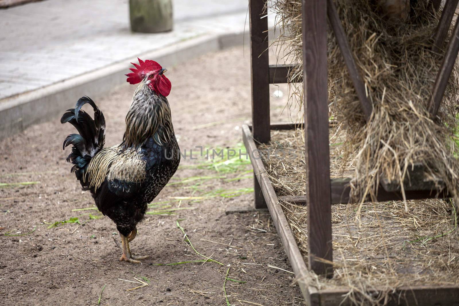 Rooster near hay storage by ints