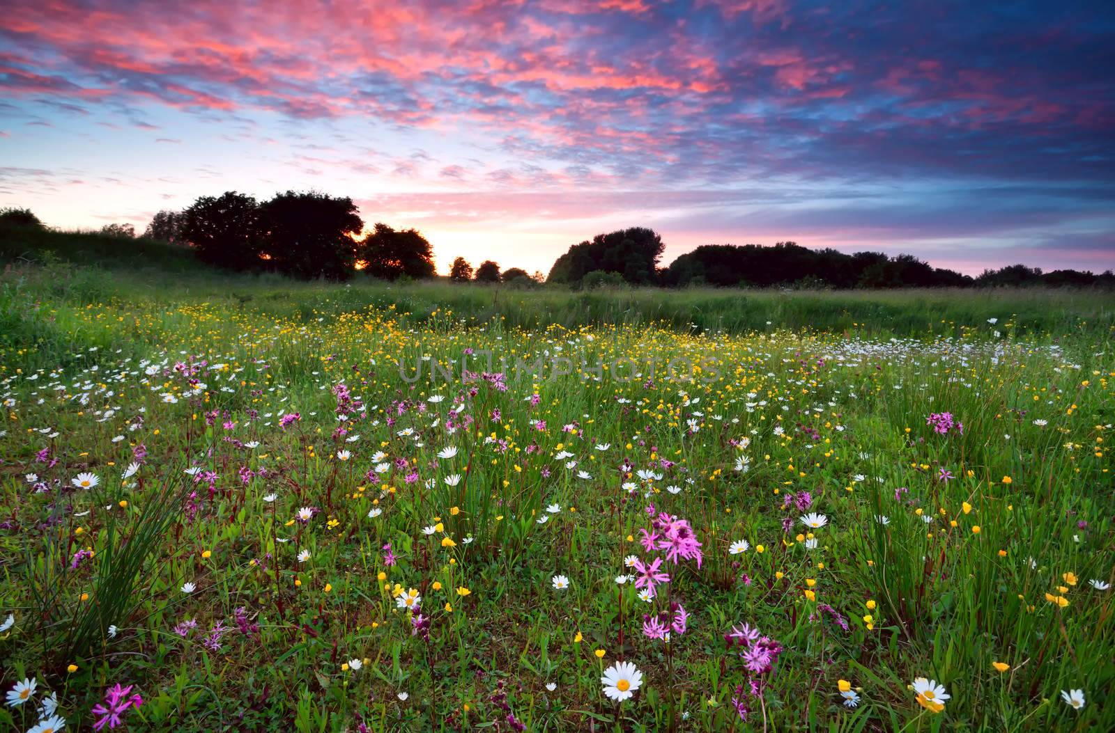 dramatic summer sunset over flowering meadow by catolla