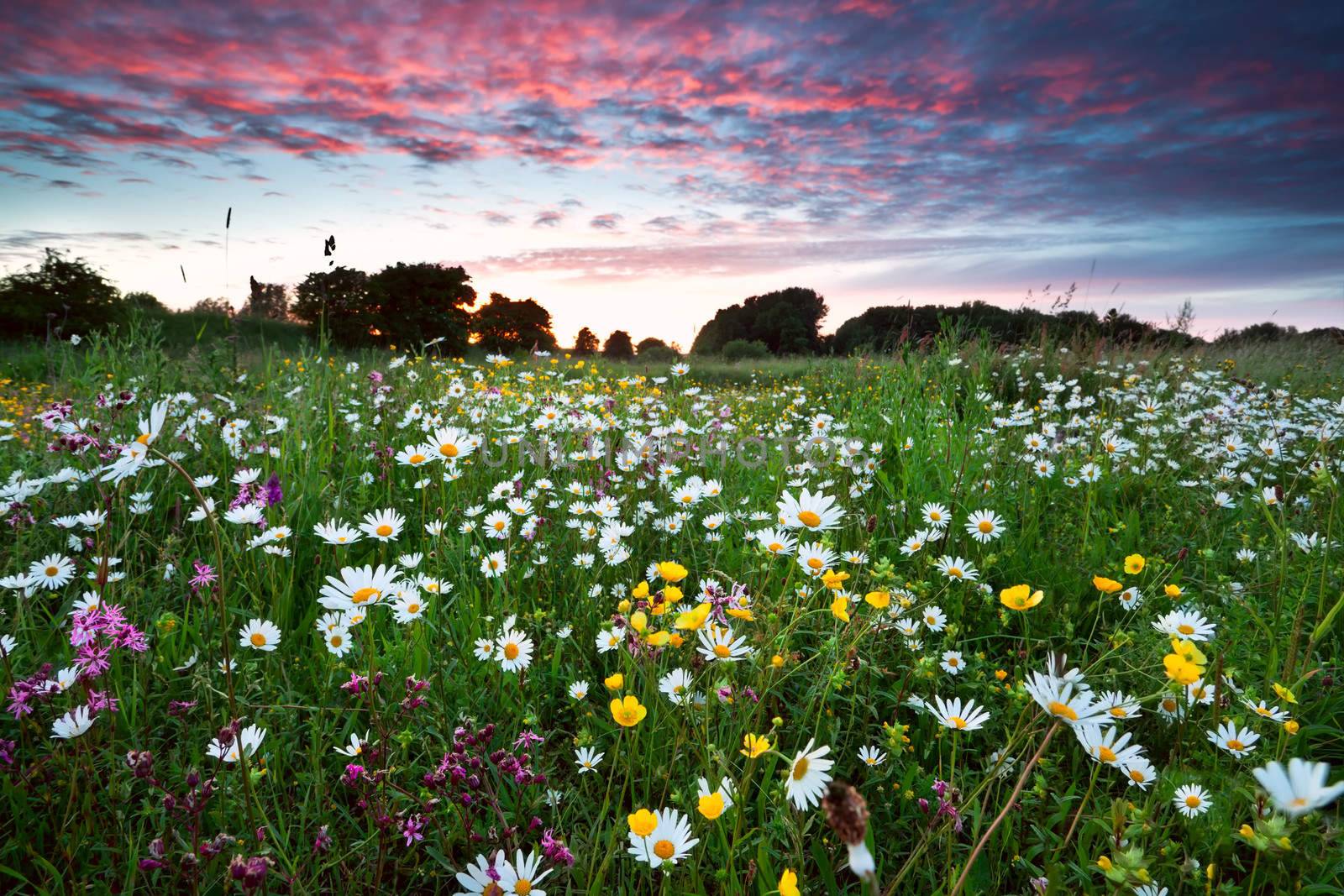 many summer wildflowers on meadow at dramatic pink sunset