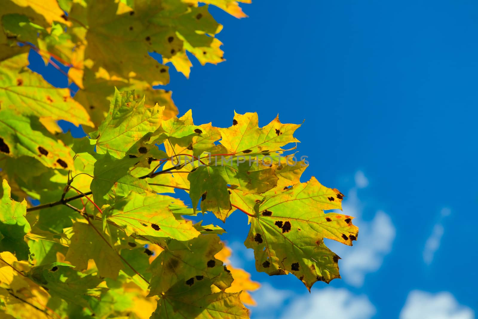 leaf and sky