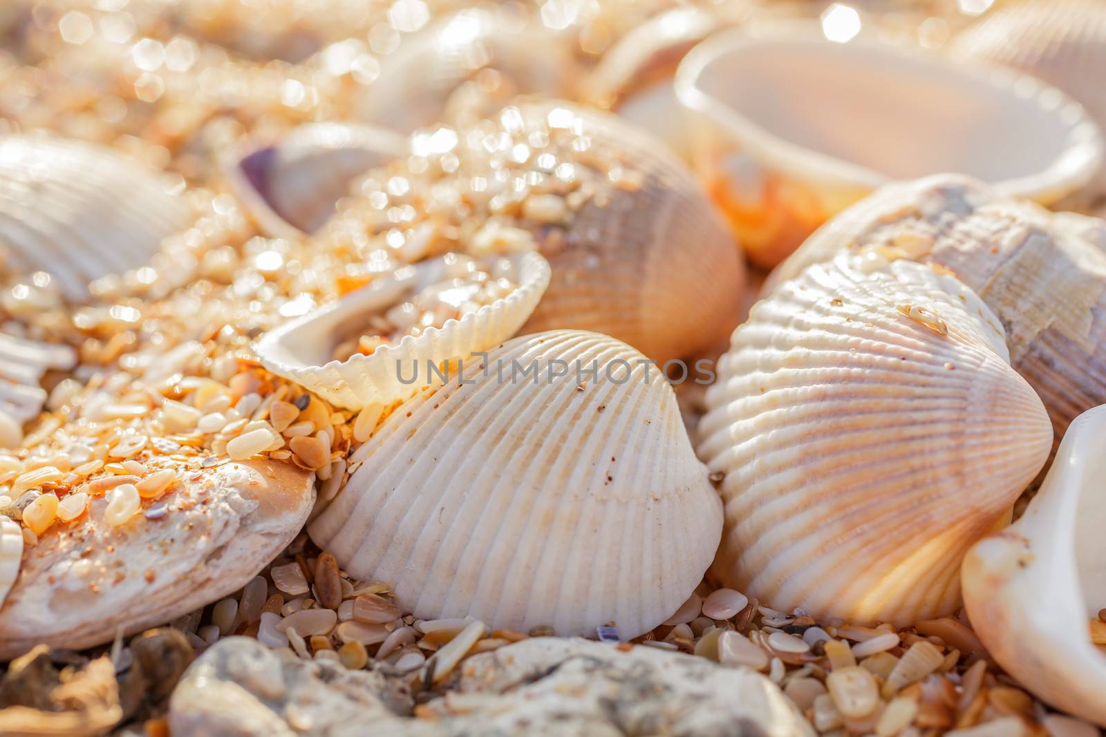 Shell molluscs by fogen
