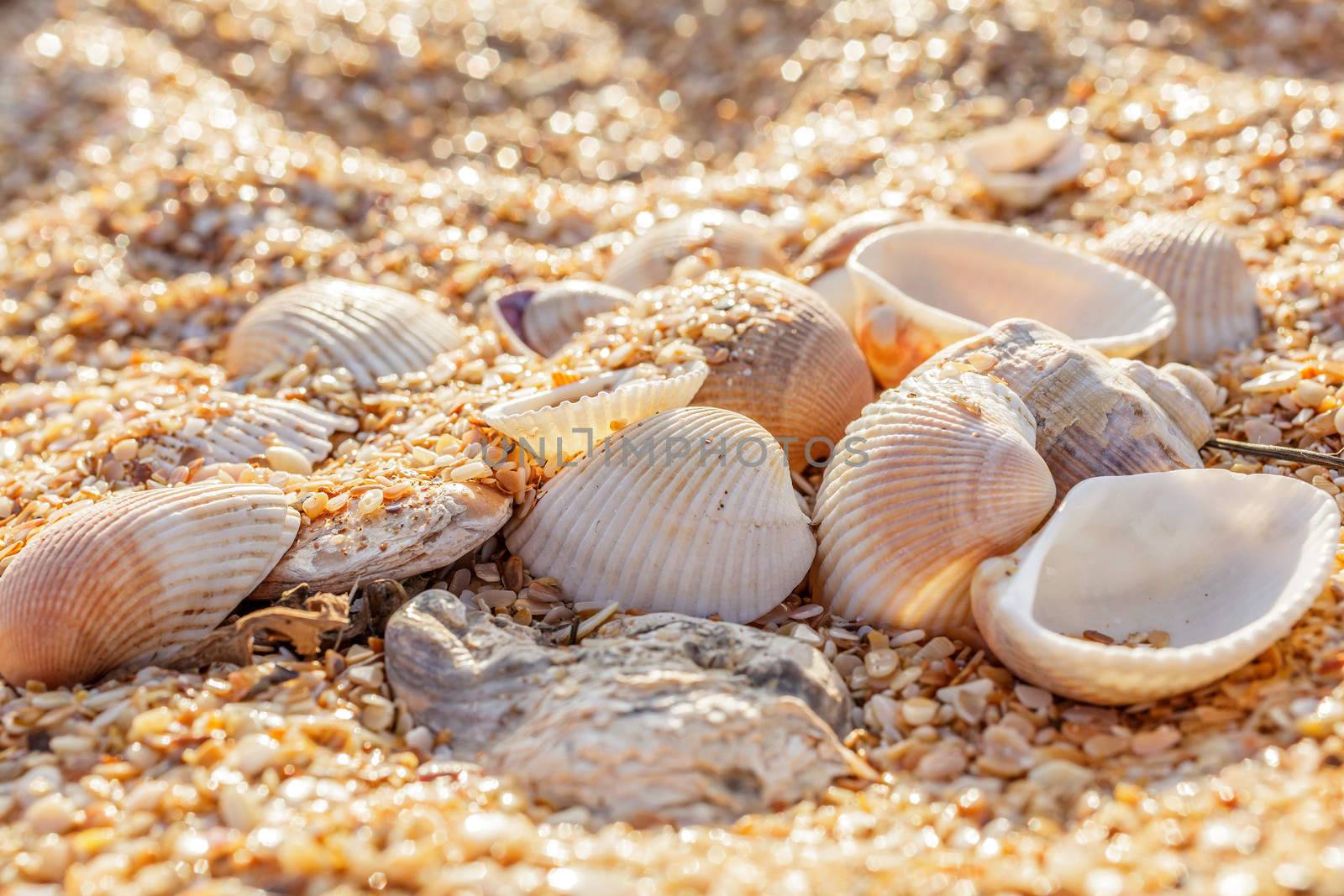 Sand, pebbles, shells, sea coast close-up.