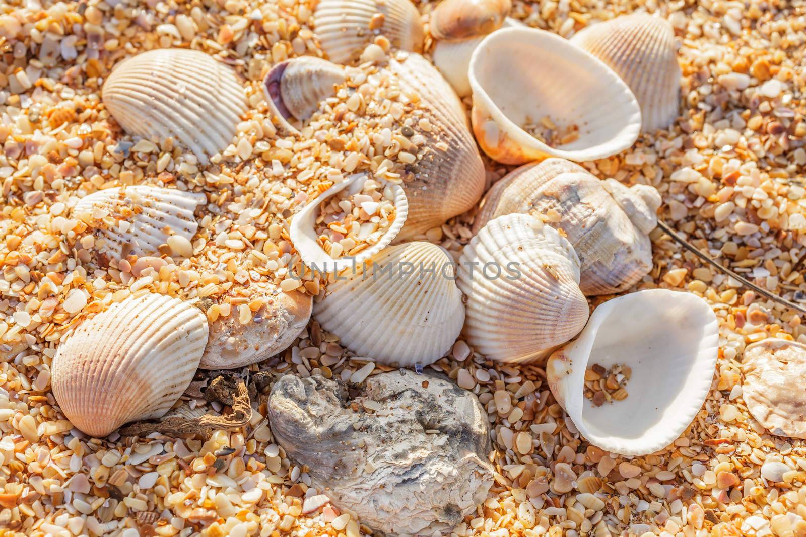 Sand, pebbles, shells, sea coast close-up.