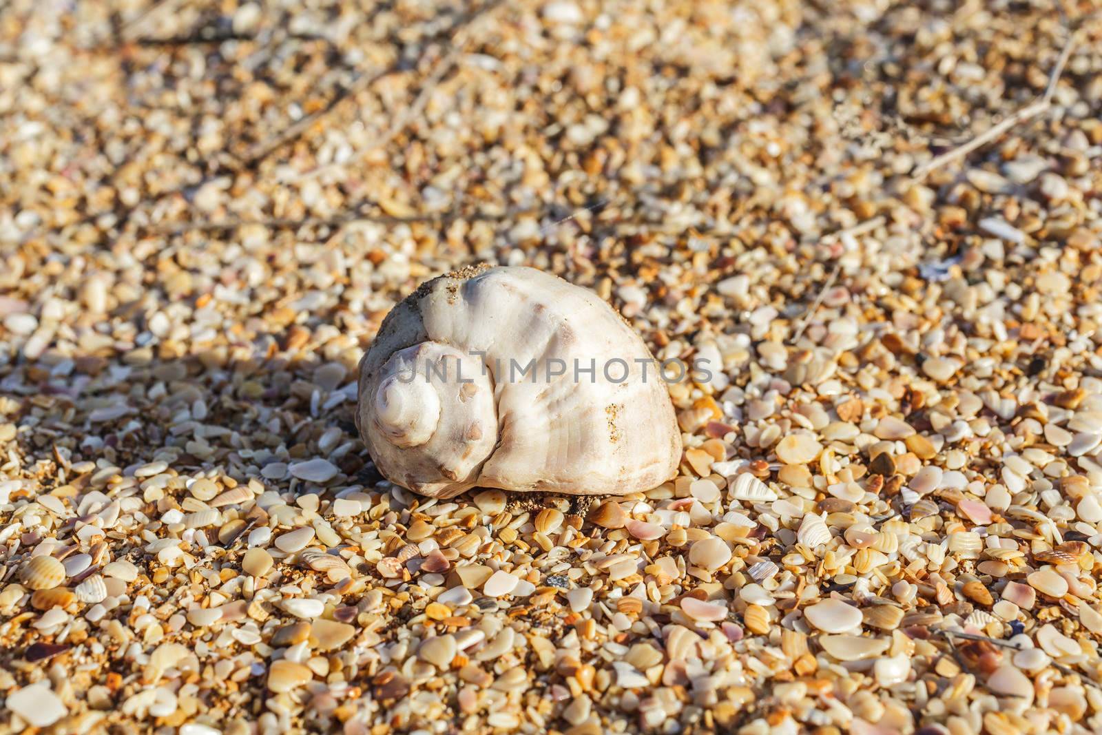 Sand, pebbles, shells, sea coast close-up.