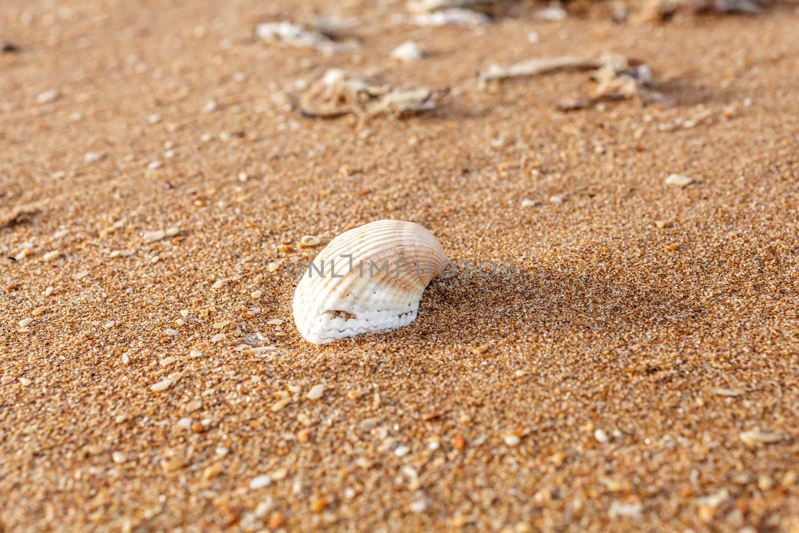 Seashell by fogen