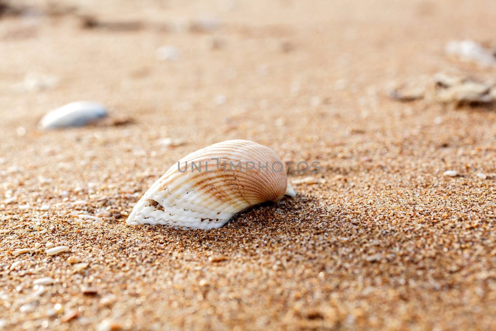 Sea shell on the sand by fogen