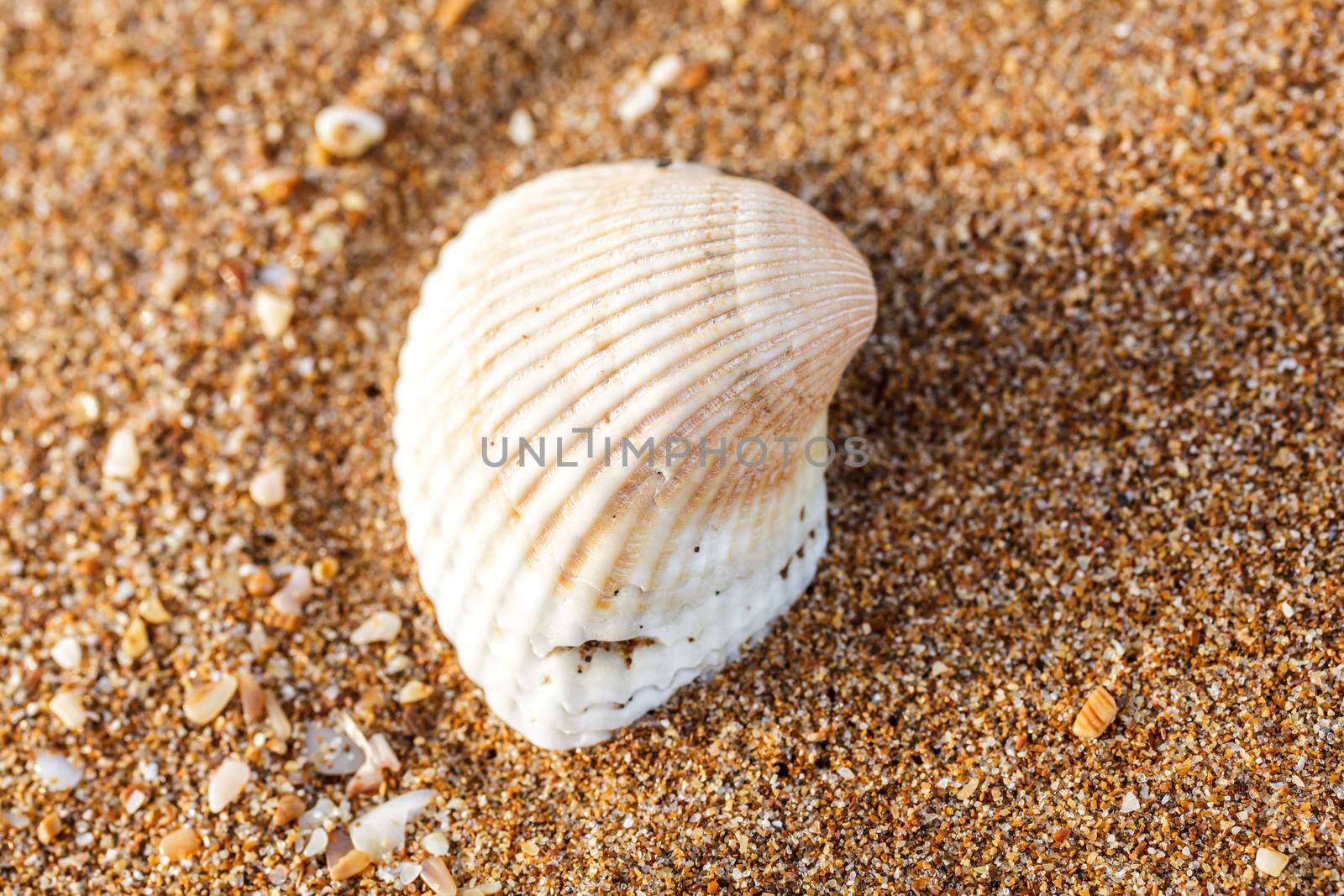 sea shell on the sand by fogen
