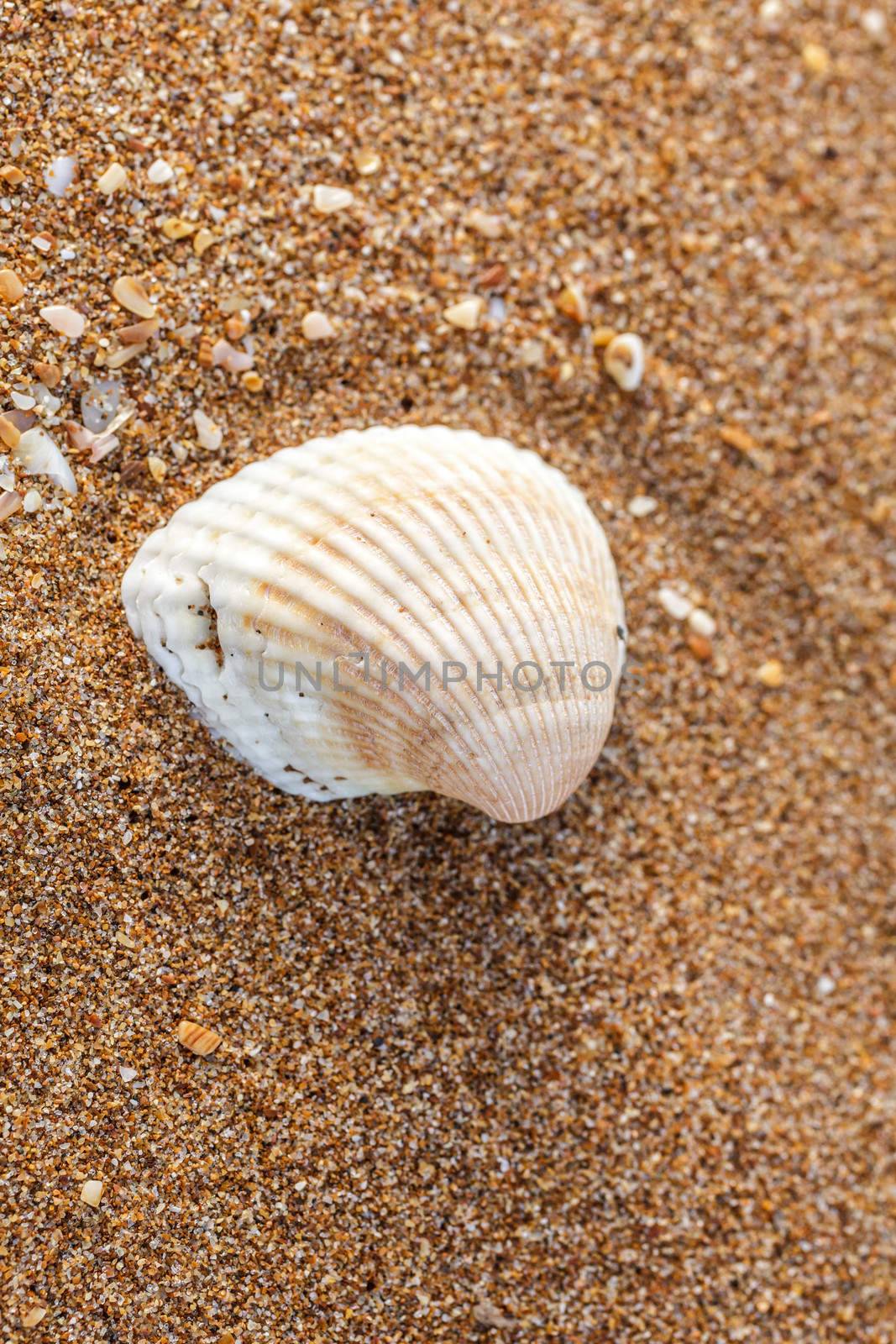 Sand, pebbles, shells, sea coast close-up.