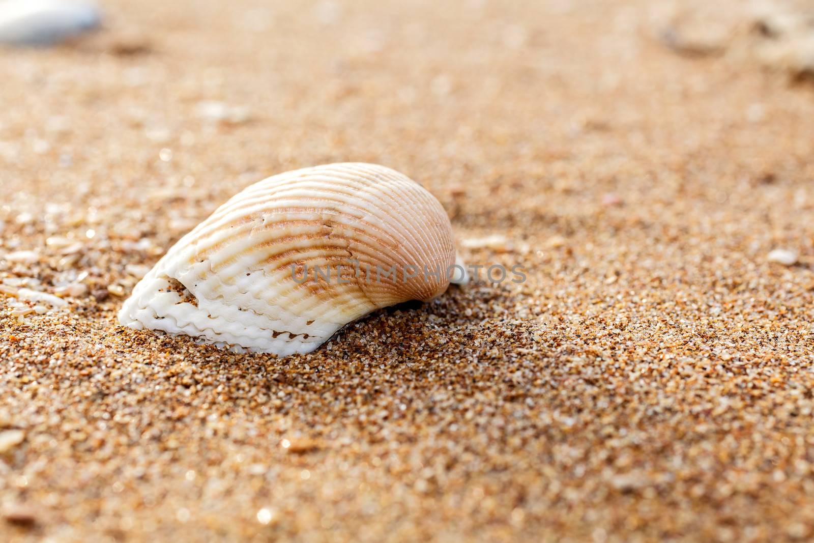 Sand, pebbles, shells, sea coast close-up.