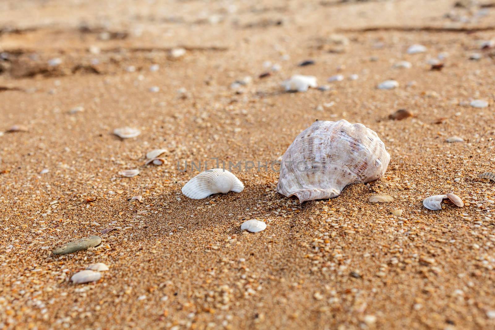 Seashell on the beach by fogen