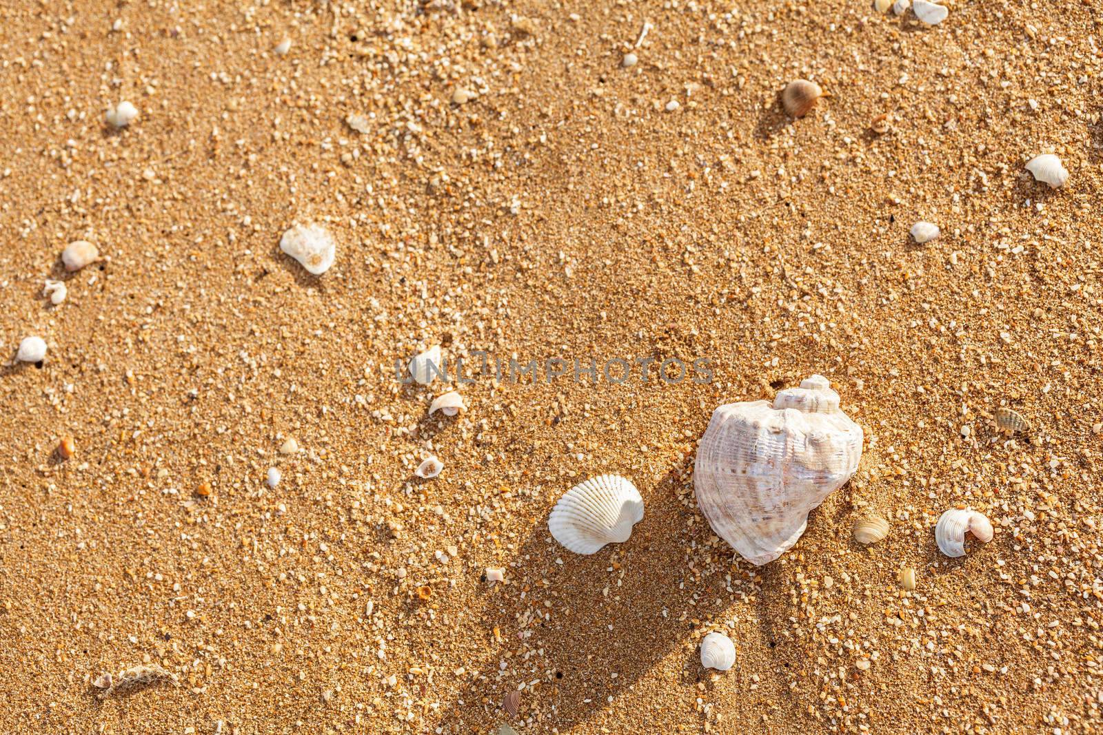 Shell Rapana venosa on the beach by fogen