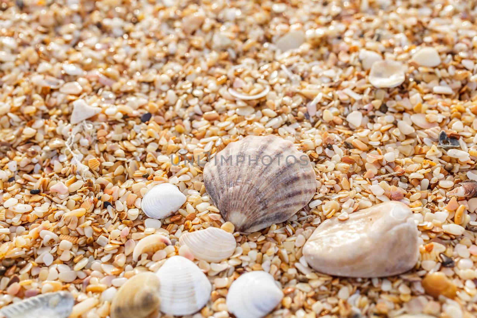 Seashell on the beach by fogen