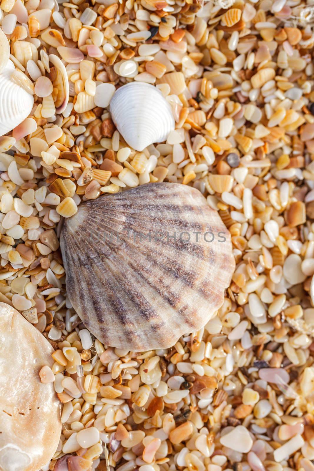 Seashell   by fogen