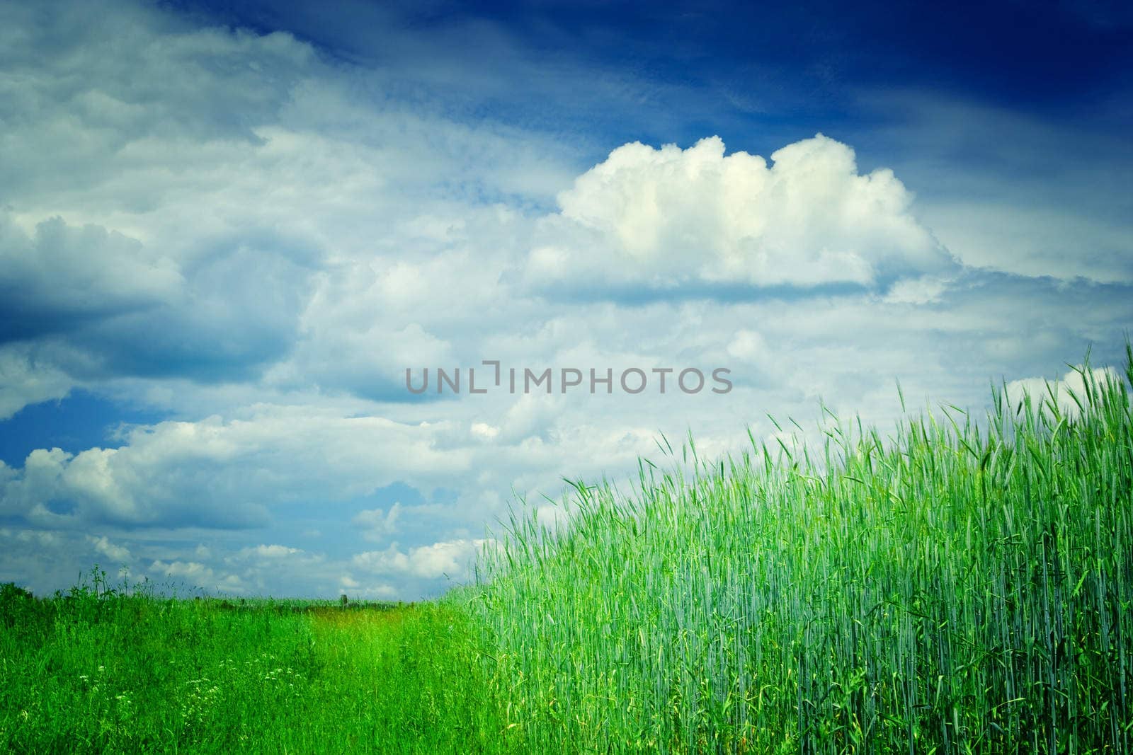 rural scene