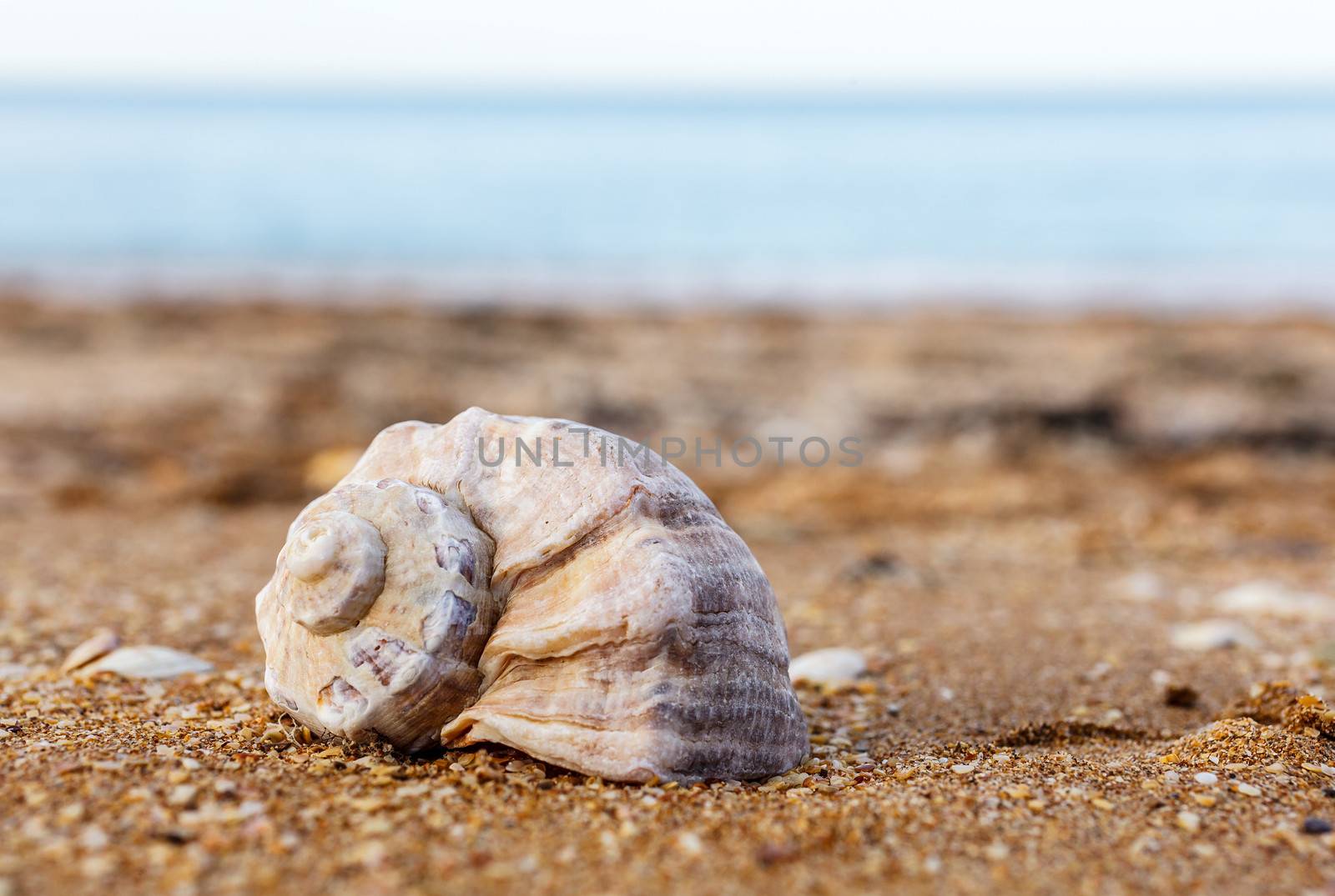 Shell Rapana against the sea by fogen