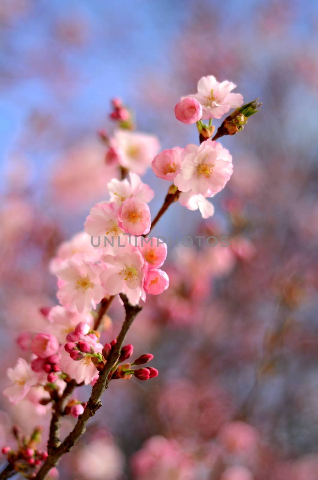 Spring Image Of Pink Blossom Flower With Shallow Depth Of Focus