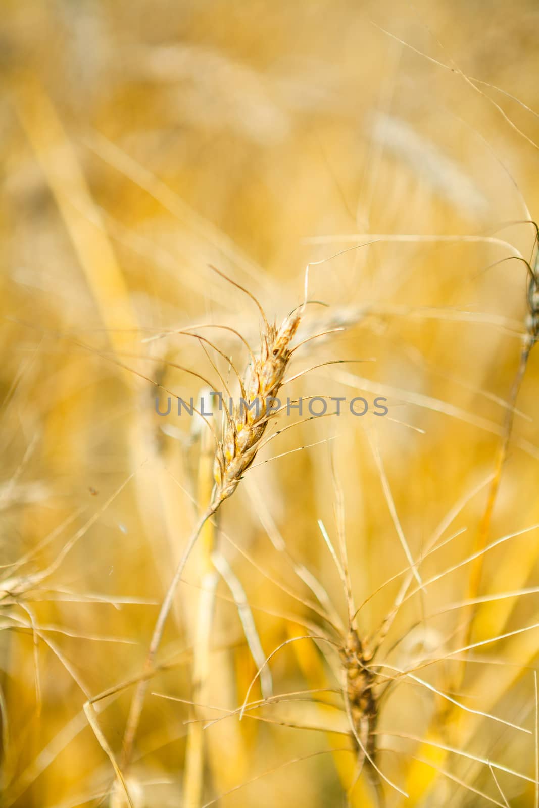 wheat macro