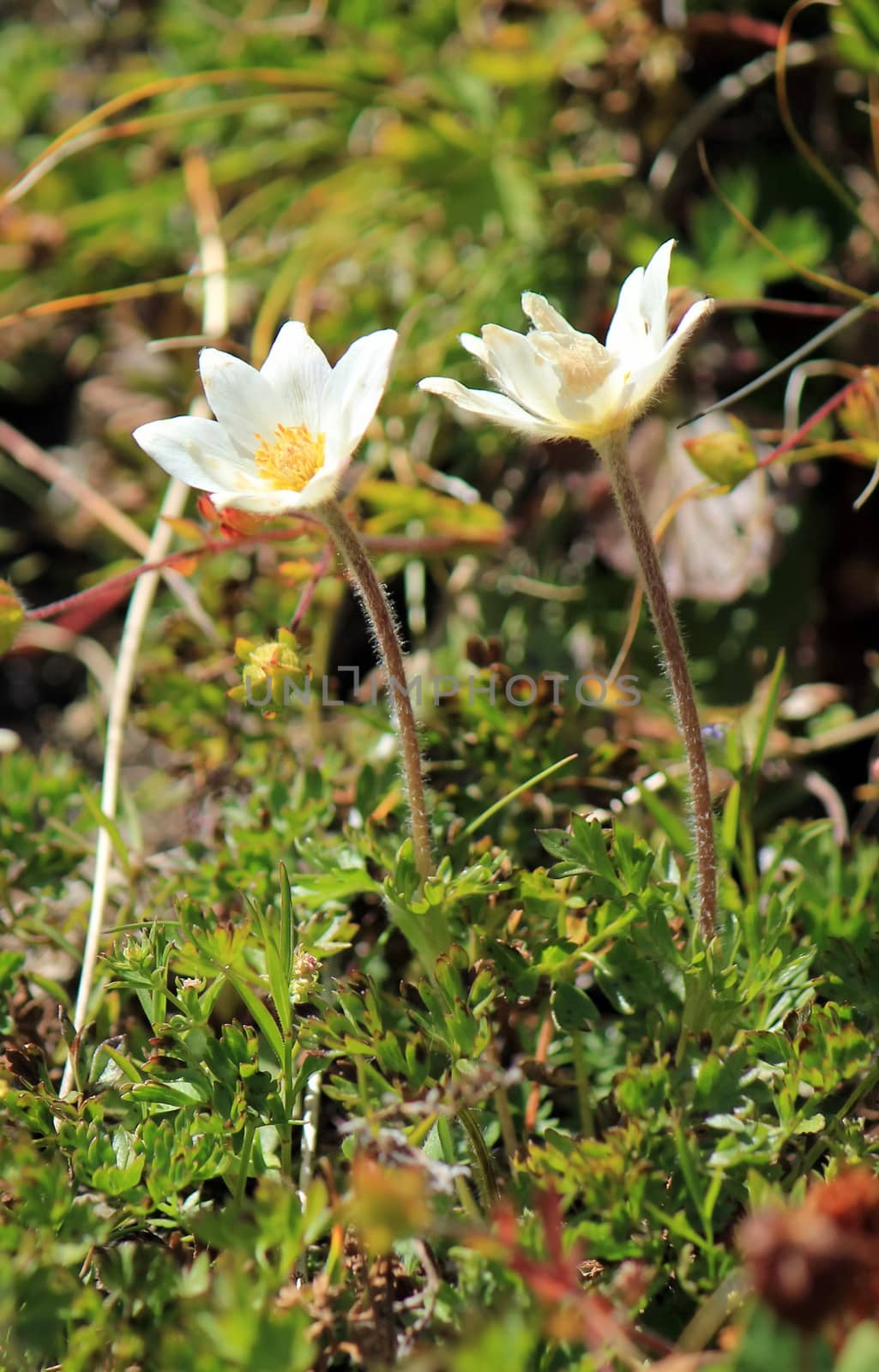 Two anemones in the grass in nature