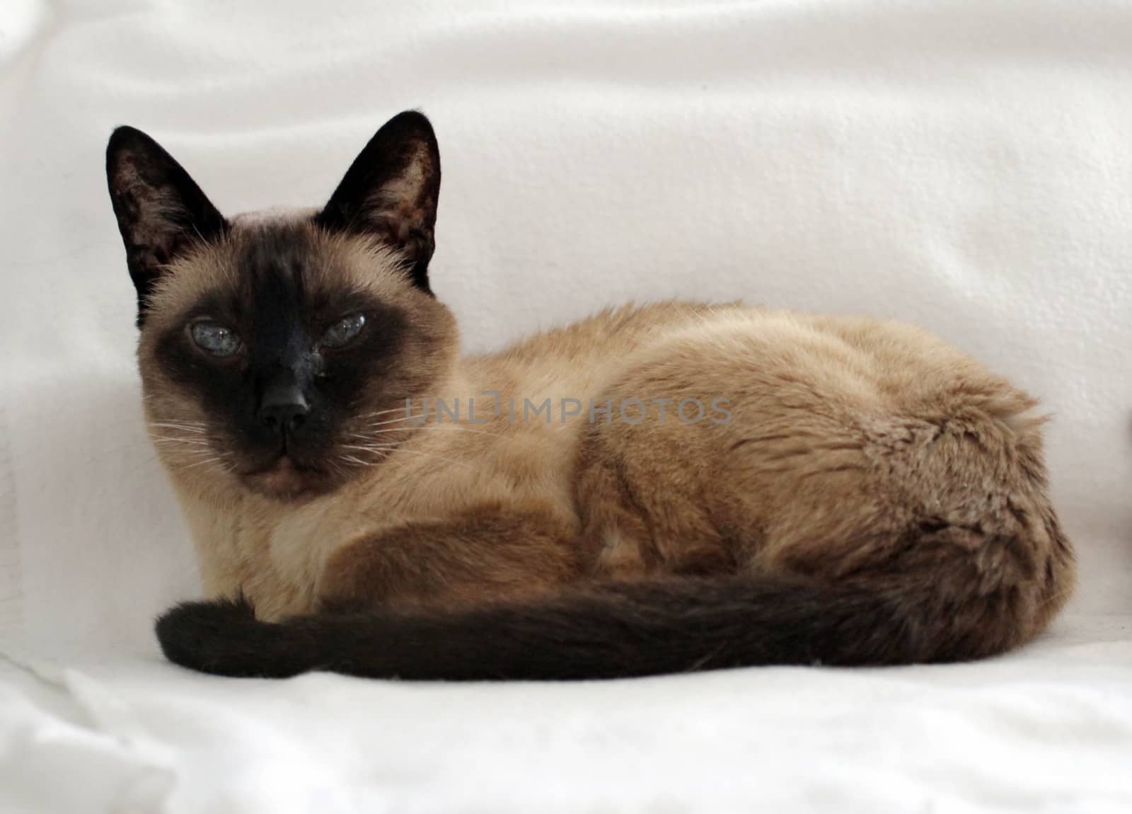 Portrait of a seal-point siamese cat with green eyes