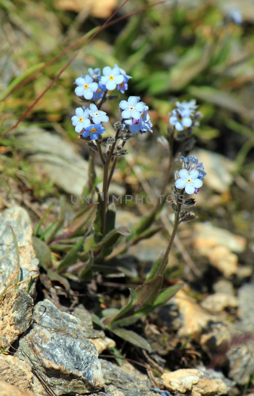 Close up of blue forget-me-not flowers in the nature (Myosotis).