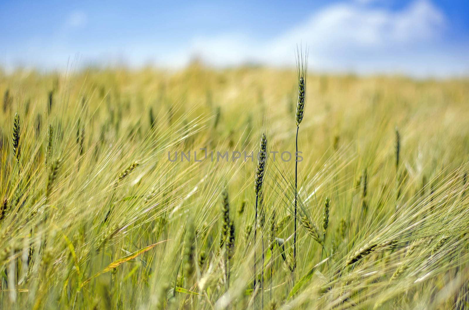 Close up view on wheat field with blue sky