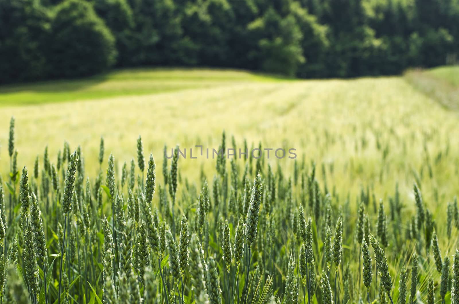 Close up view on young wheat field with forest in background.