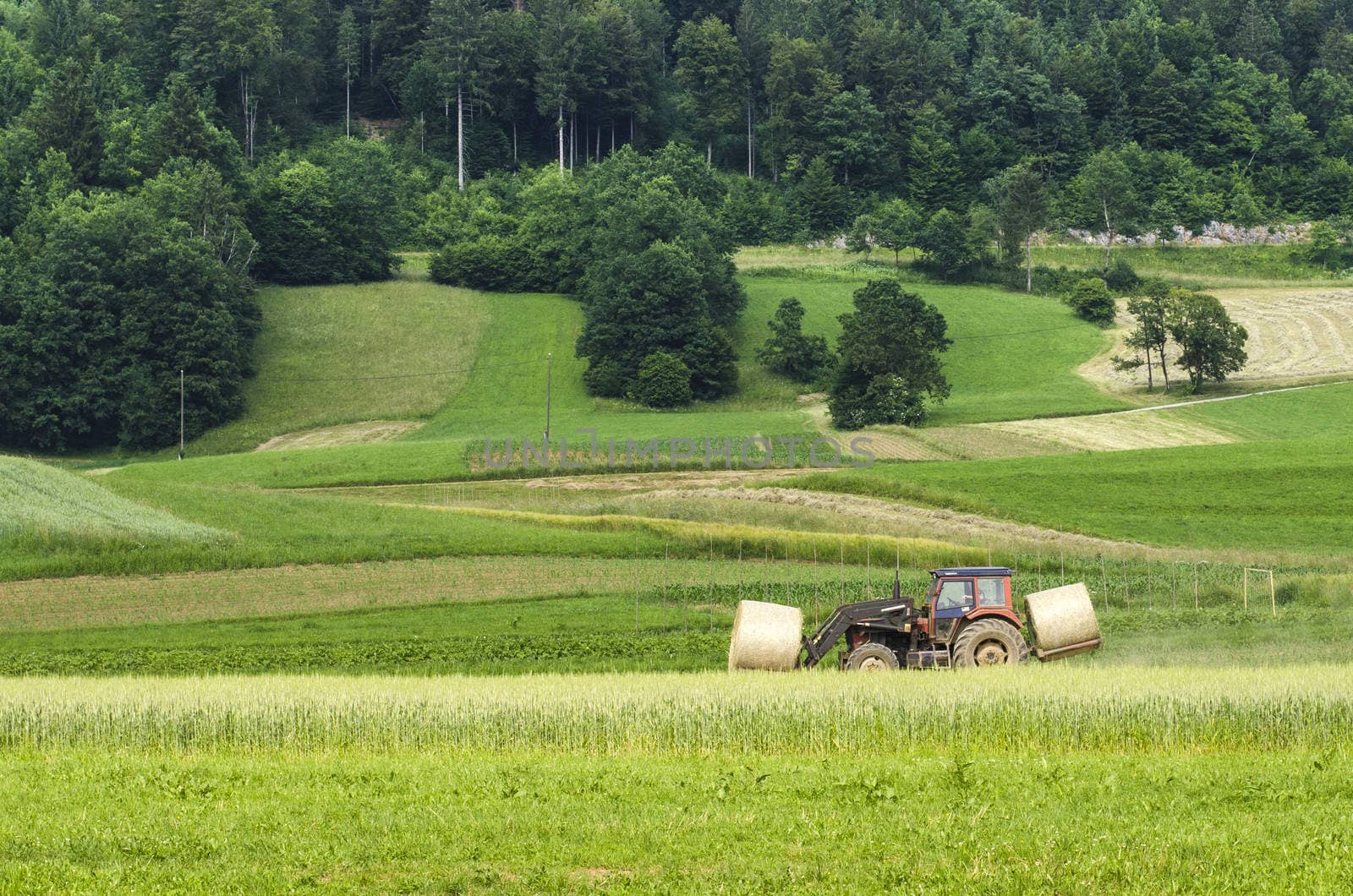 Tractor moving hay bales with forest in background